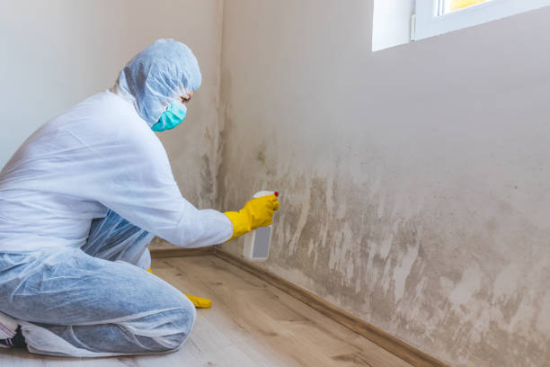 Licensed Mold Cleanup service in Bloomingdale, IL - WQB Mold Removal