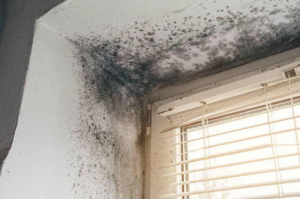 Affordable Mold Cleanup solutions in Bloomingdale, IL